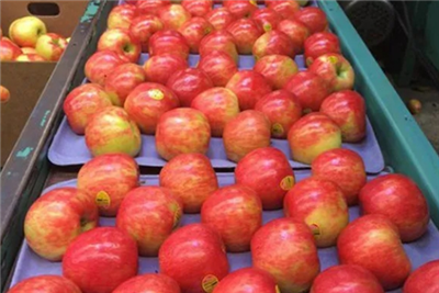 Fruchtfarbe – Förderung der roten Farbentwicklung bei Äpfeln