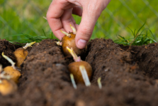Gute Tipps für den Kartoffelanbau in Ihrem Garten