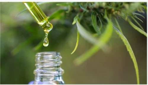 Wissenschaftler sagen, dass Cannabisblätter seltene Verbindungen mit medizini...